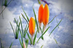spring-flower-and-snow-1363001040O8n