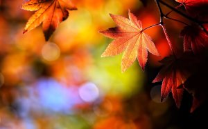 autumn-leaves-wallpapers-high-quality-93466008-2